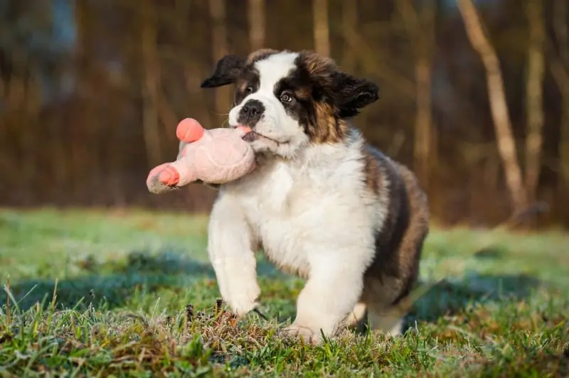 Hình ảnh chó Saint Bernard 21