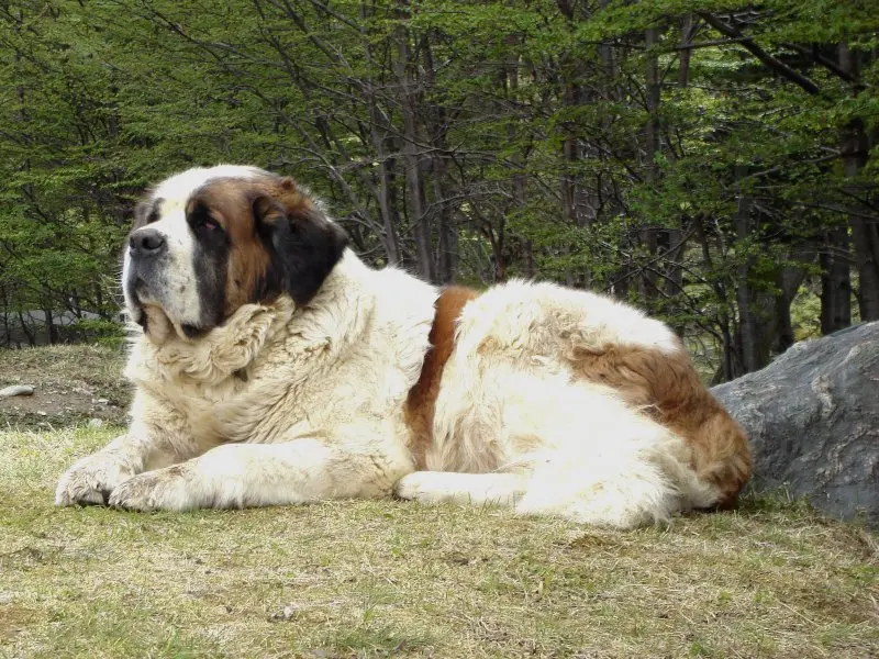 Hình ảnh chó Saint Bernard 22