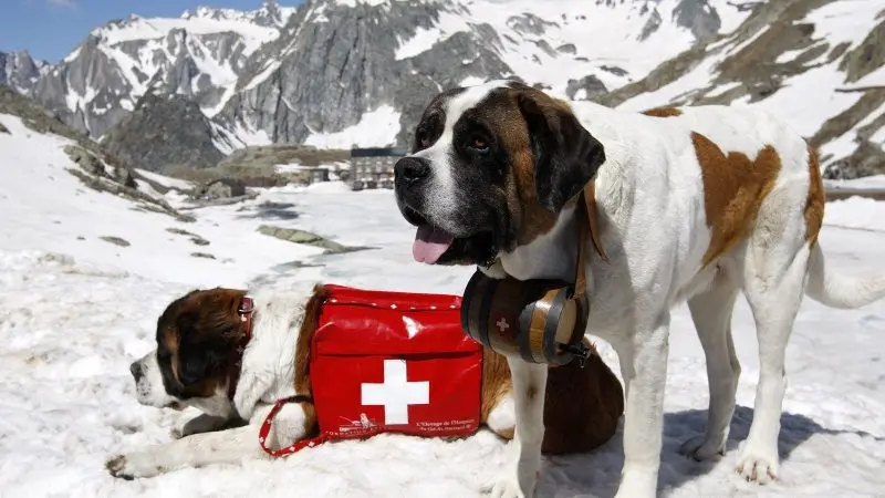 Hình ảnh chó Saint Bernard 23