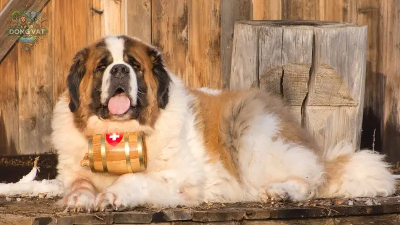 Nguồn gốc của chó Saint Bernard