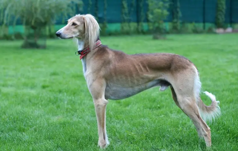 Đặc điểm tính cách chó saluki