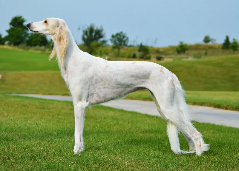 Cách chăm sóc chó Saluki 1