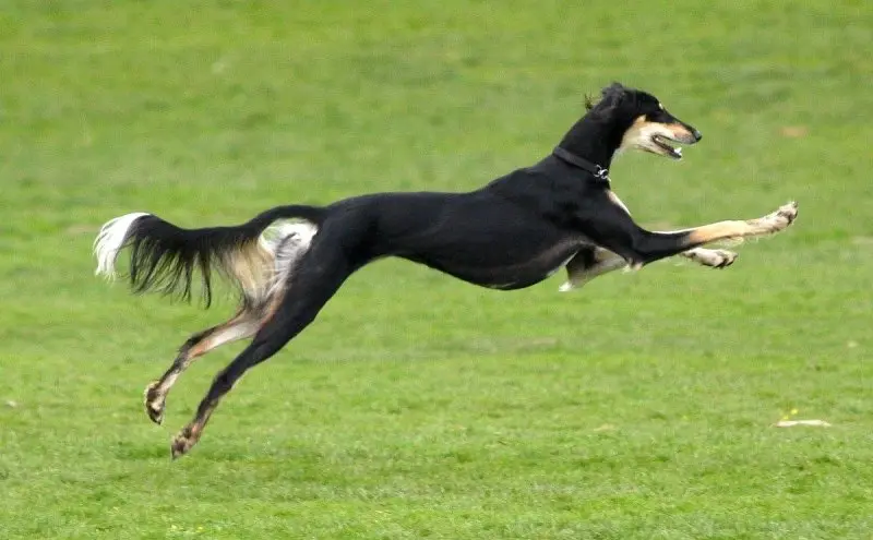 Cách chăm sóc chó Saluki 2