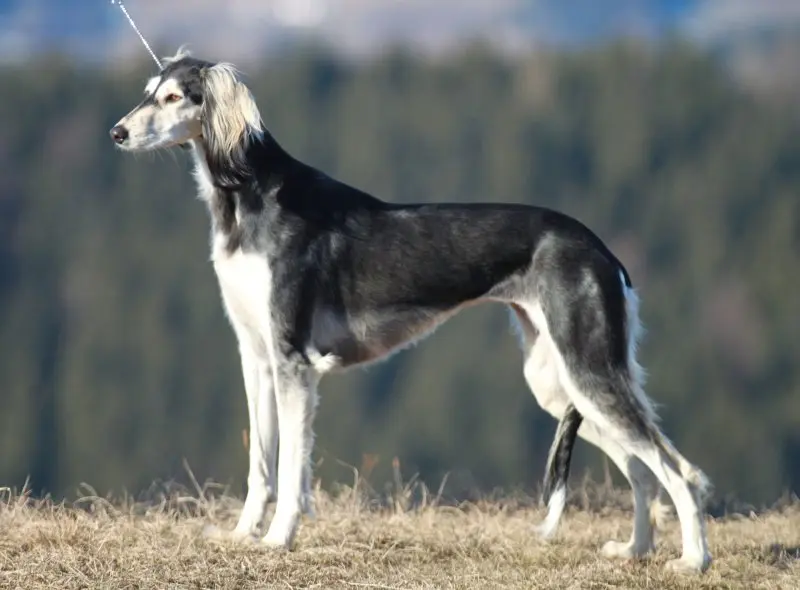 Cách chăm sóc chó Saluki 3