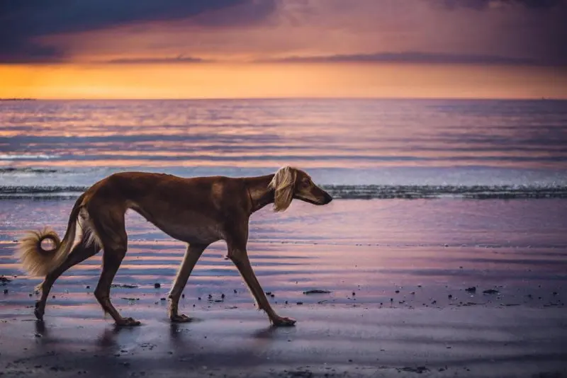 Giá bán chó Saluki