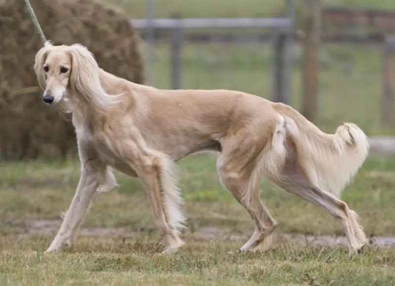 Hình ảnh chó Saluki 1