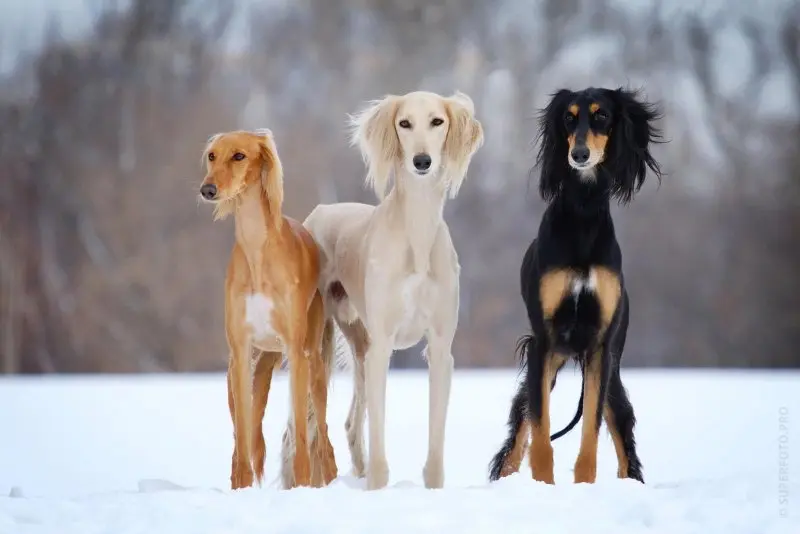 Các màu lông của chó Saluki