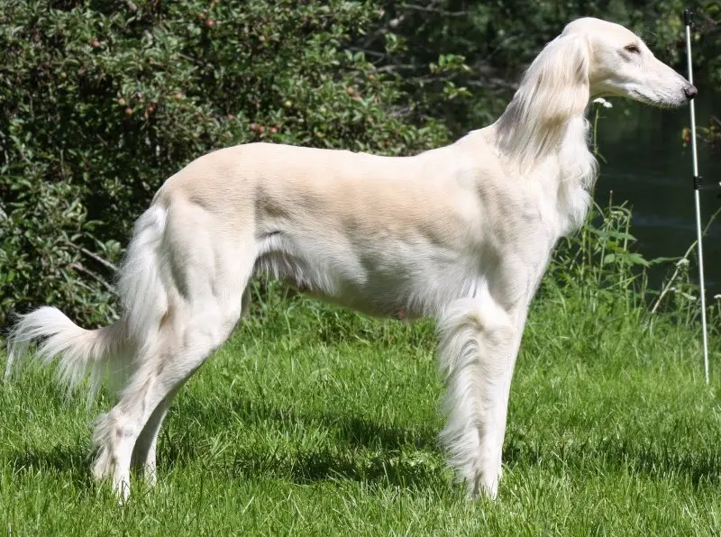 Hình ảnh chó Saluki 2