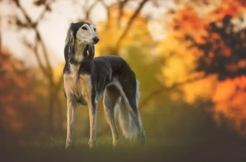 Hình ảnh chó Saluki 3