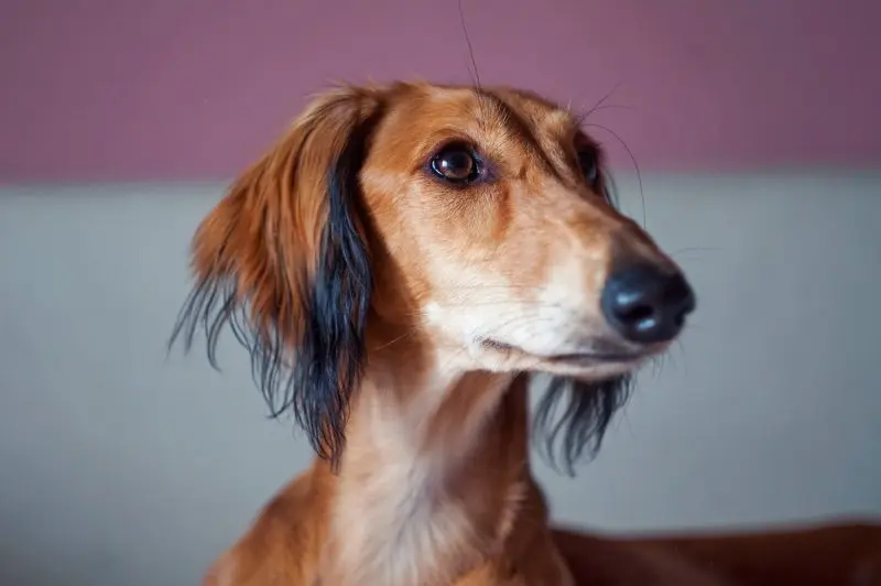 Hình ảnh chó Saluki 4