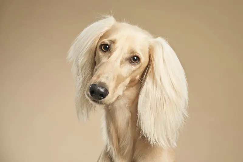 Hình ảnh chó Saluki 5