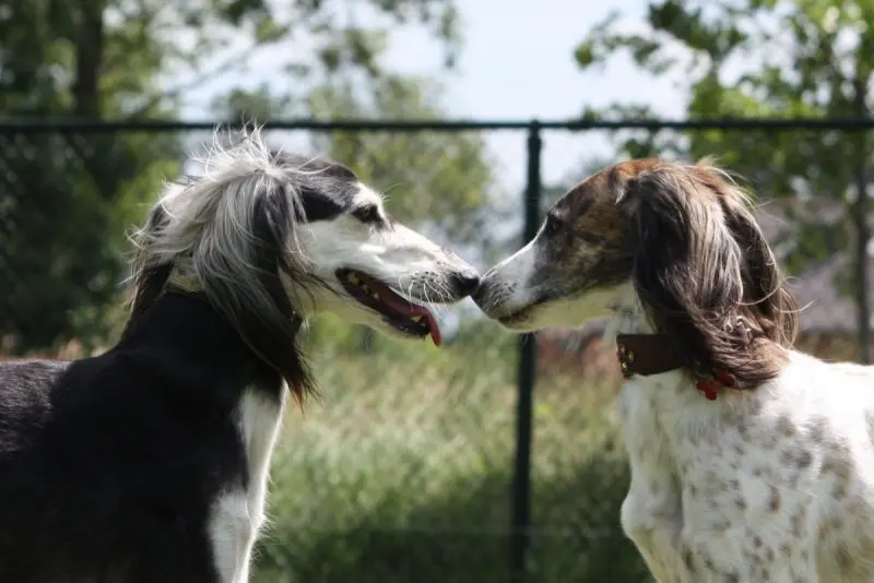 Hình ảnh chó Saluki 6