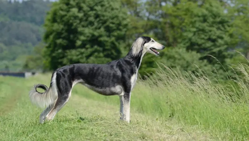 Hình ảnh chó Saluki 8