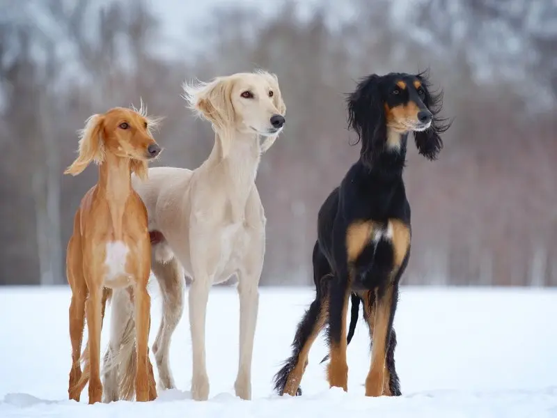 Hình ảnh chó Saluki 9