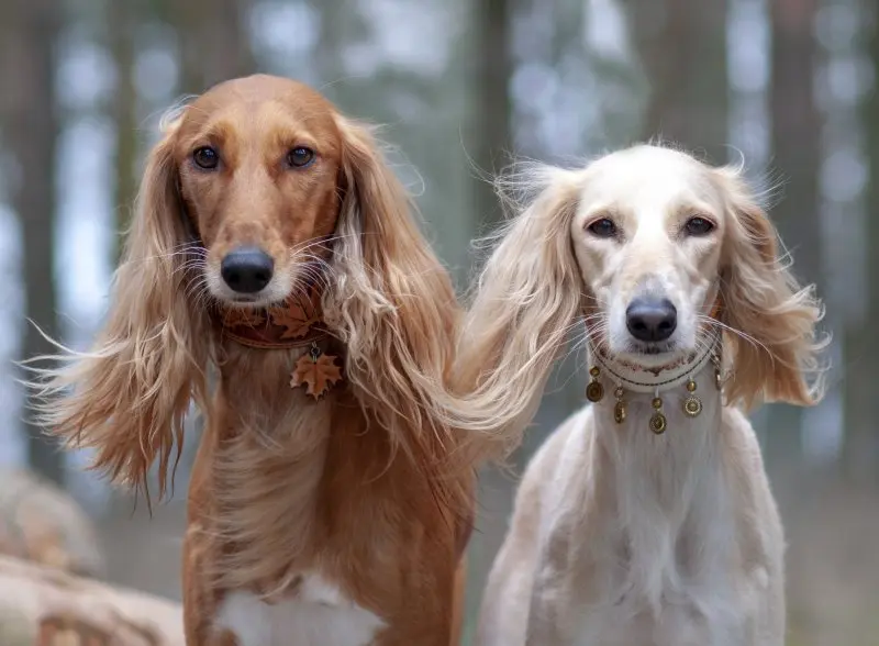 Hình ảnh chó Saluki 10