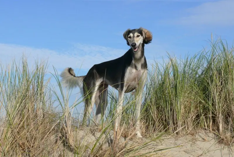 Hình ảnh chó Saluki 11