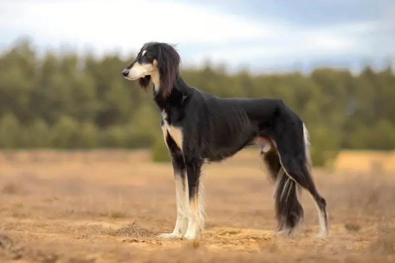 Hình ảnh chó Saluki 13