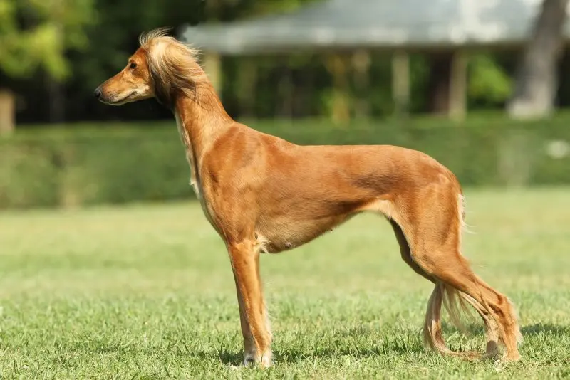 Hình ảnh chó Saluki 14