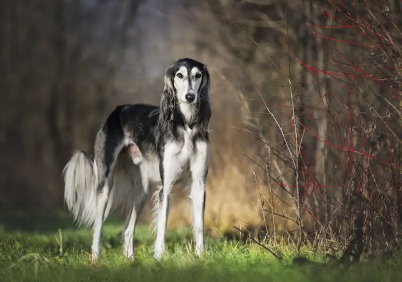 Hình ảnh chó Saluki 15