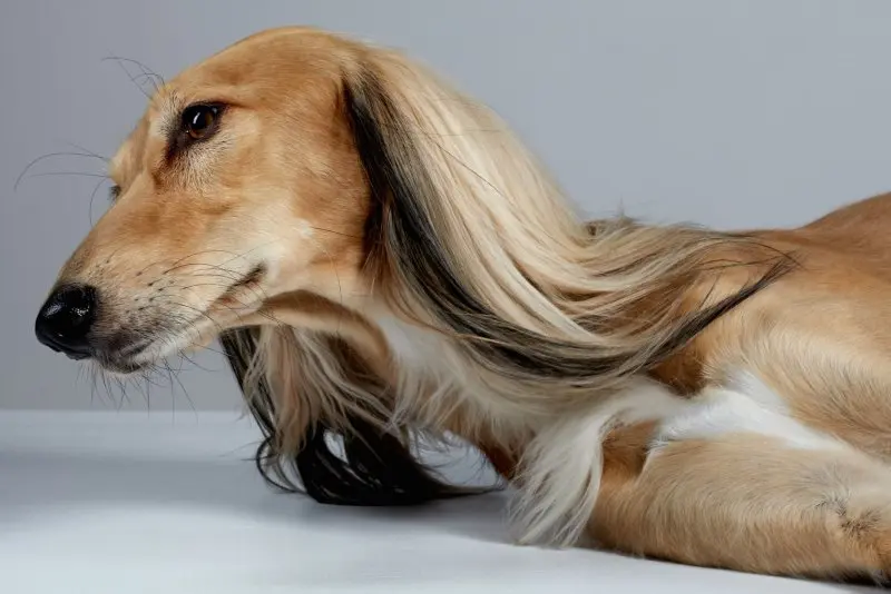 Hình ảnh chó Saluki 16