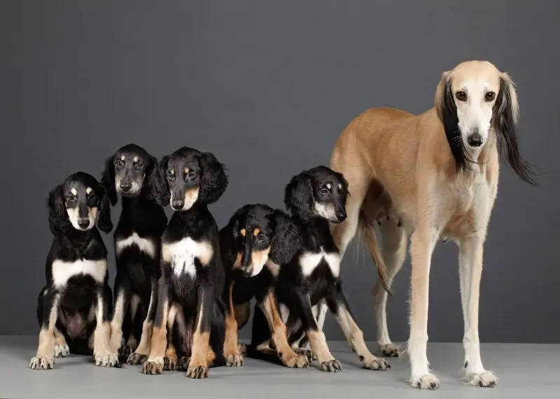 Hình ảnh chó Saluki 17