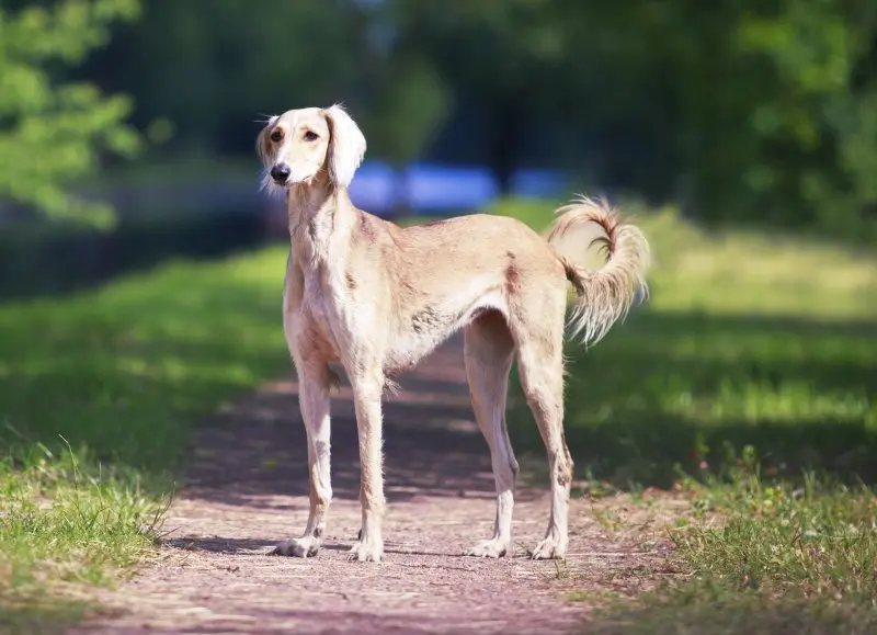 Hình ảnh chó Saluki 18