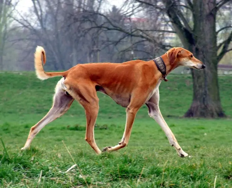 Hình ảnh chó Saluki 19