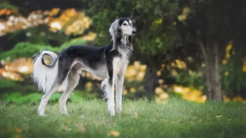 Hình ảnh chó Saluki 20