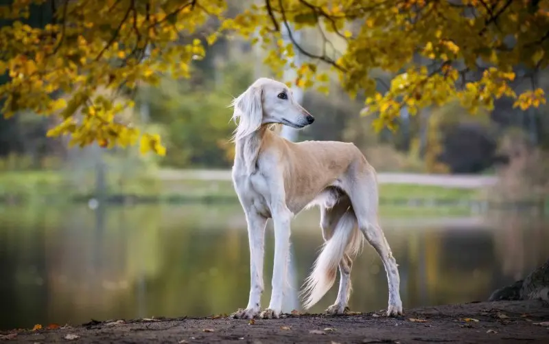 Hình ảnh chó Saluki 21