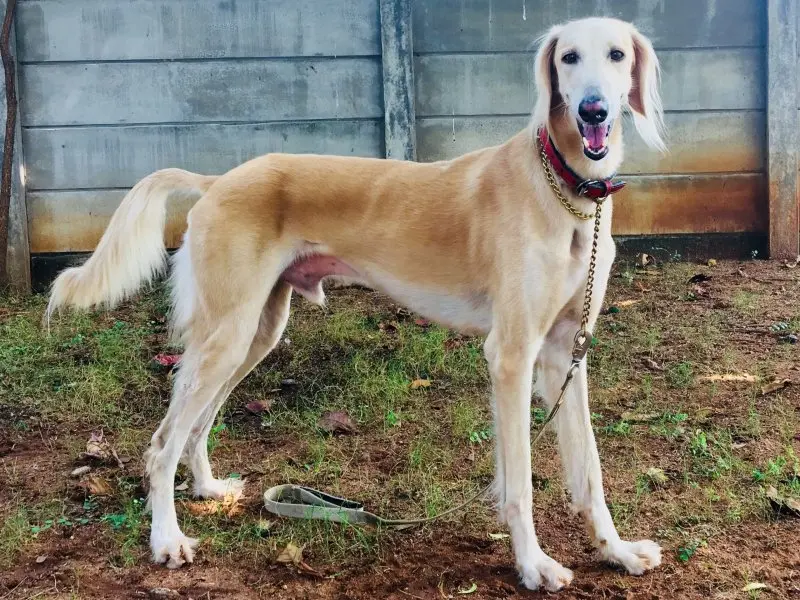 Hình ảnh chó Saluki 22