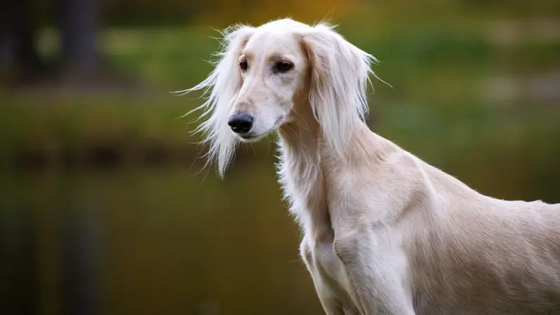 Hình ảnh chó Saluki 23