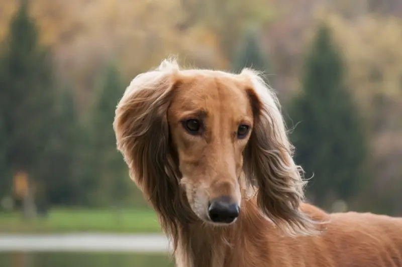 Hình ảnh chó Saluki 24