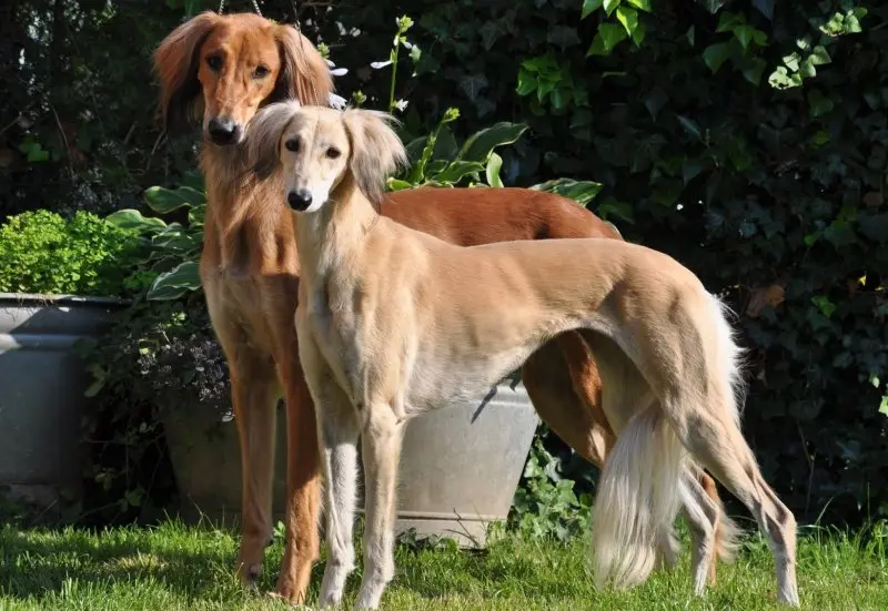 Hình ảnh chó Saluki 25