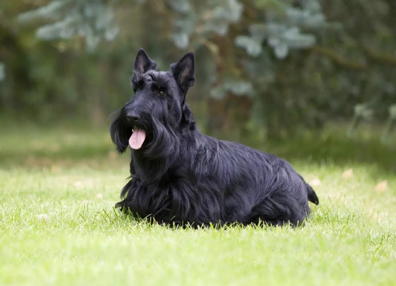 Nguồn gốc của chó Scottish Terrier