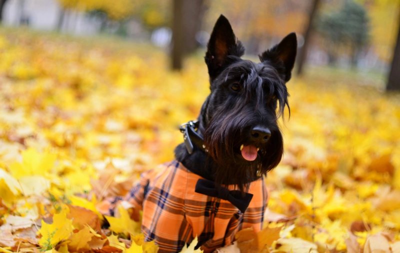 Môi trường sống của chó Scottish Terrier