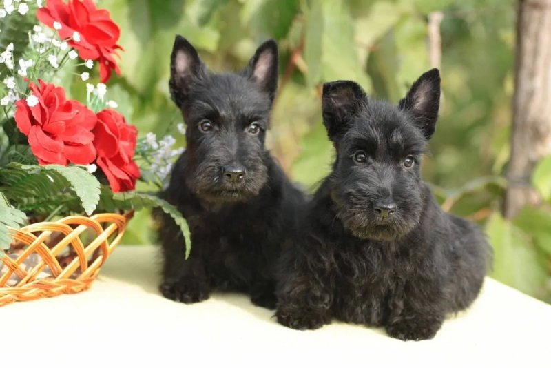 Cách phòng bệnh cho chó Scottish Terrier