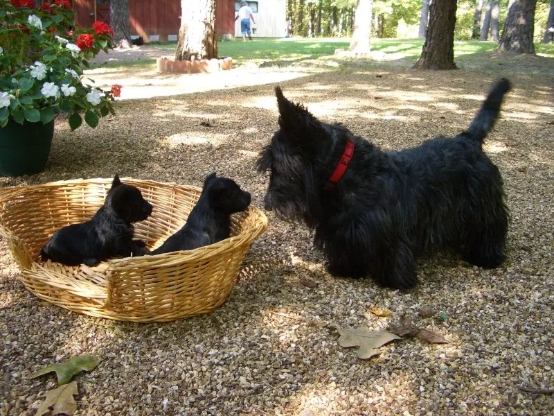 Hình ảnh chó Scottish Terrier 2