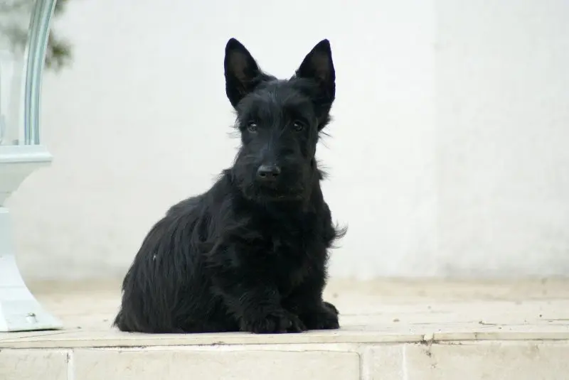 Hình ảnh chó Scottish Terrier 3