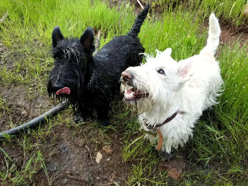 Hình ảnh chó Scottish Terrier 4