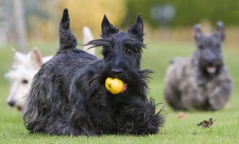 Hình ảnh chó Scottish Terrier 5