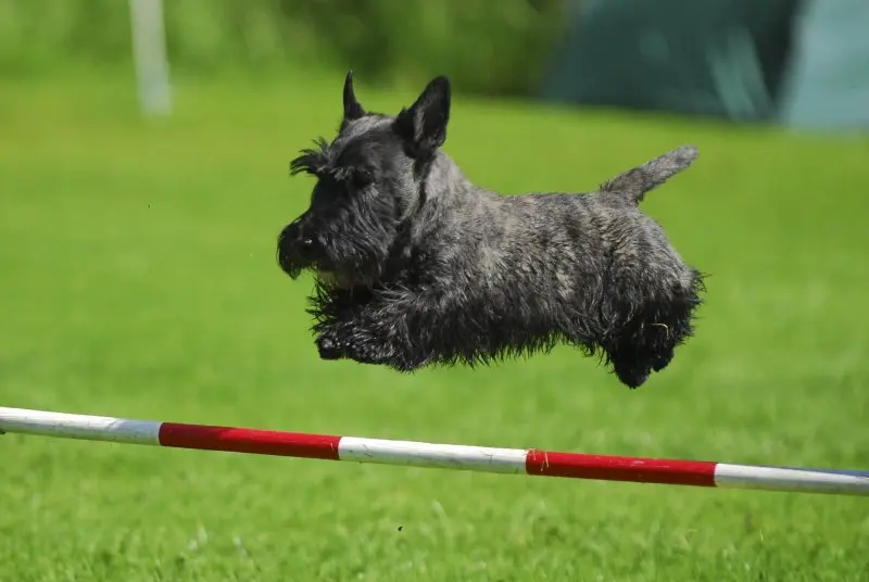 Hình ảnh chó Scottish Terrier 6