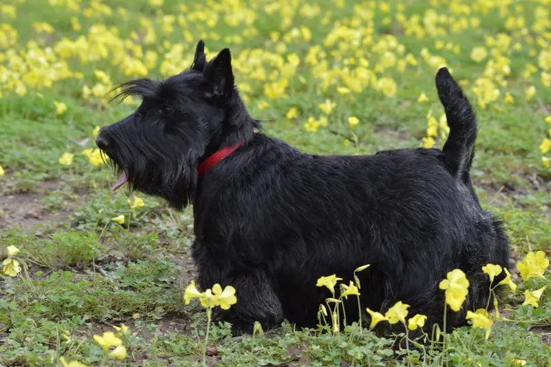 Hình ảnh chó Scottish Terrier 7