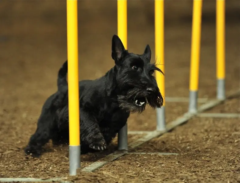 Hình ảnh chó Scottish Terrier 8