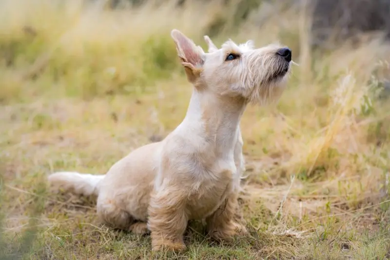 Hình ảnh chó Scottish Terrier 9