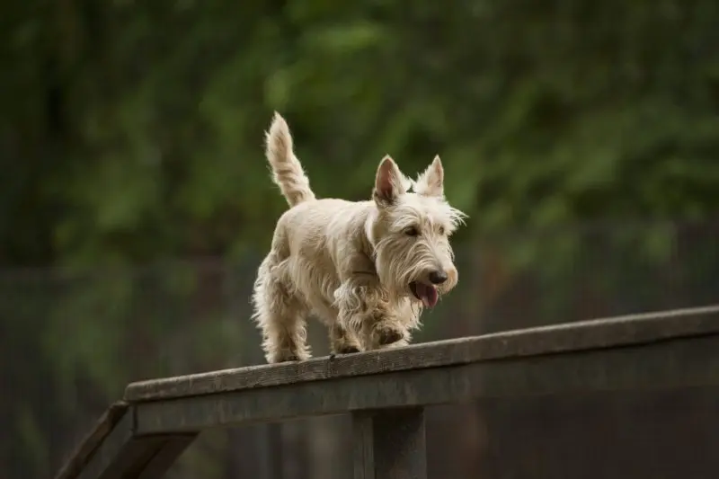 Hình ảnh chó Scottish Terrier 10