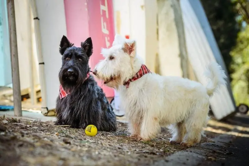 Hình ảnh chó Scottish Terrier 11