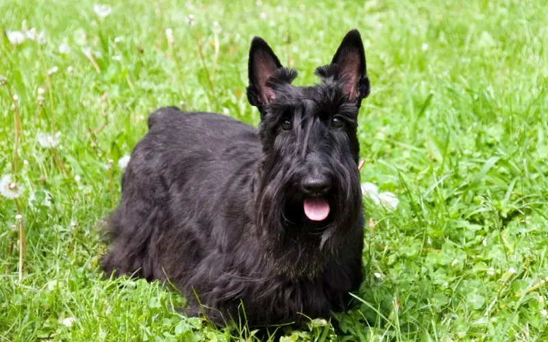 Hình ảnh chó Scottish Terrier 12