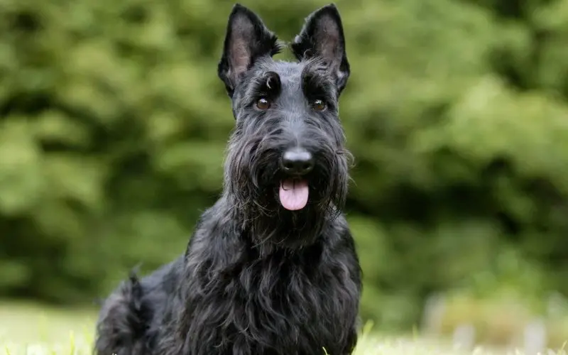 Hình ảnh chó Scottish Terrier 13