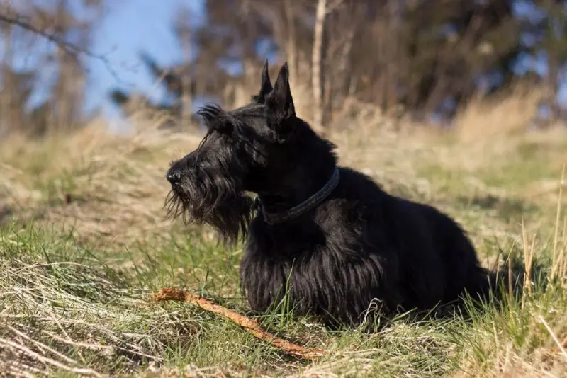 Hình ảnh chó Scottish Terrier 14