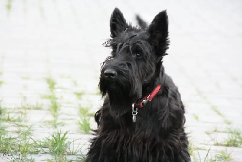 Hình ảnh chó Scottish Terrier 15